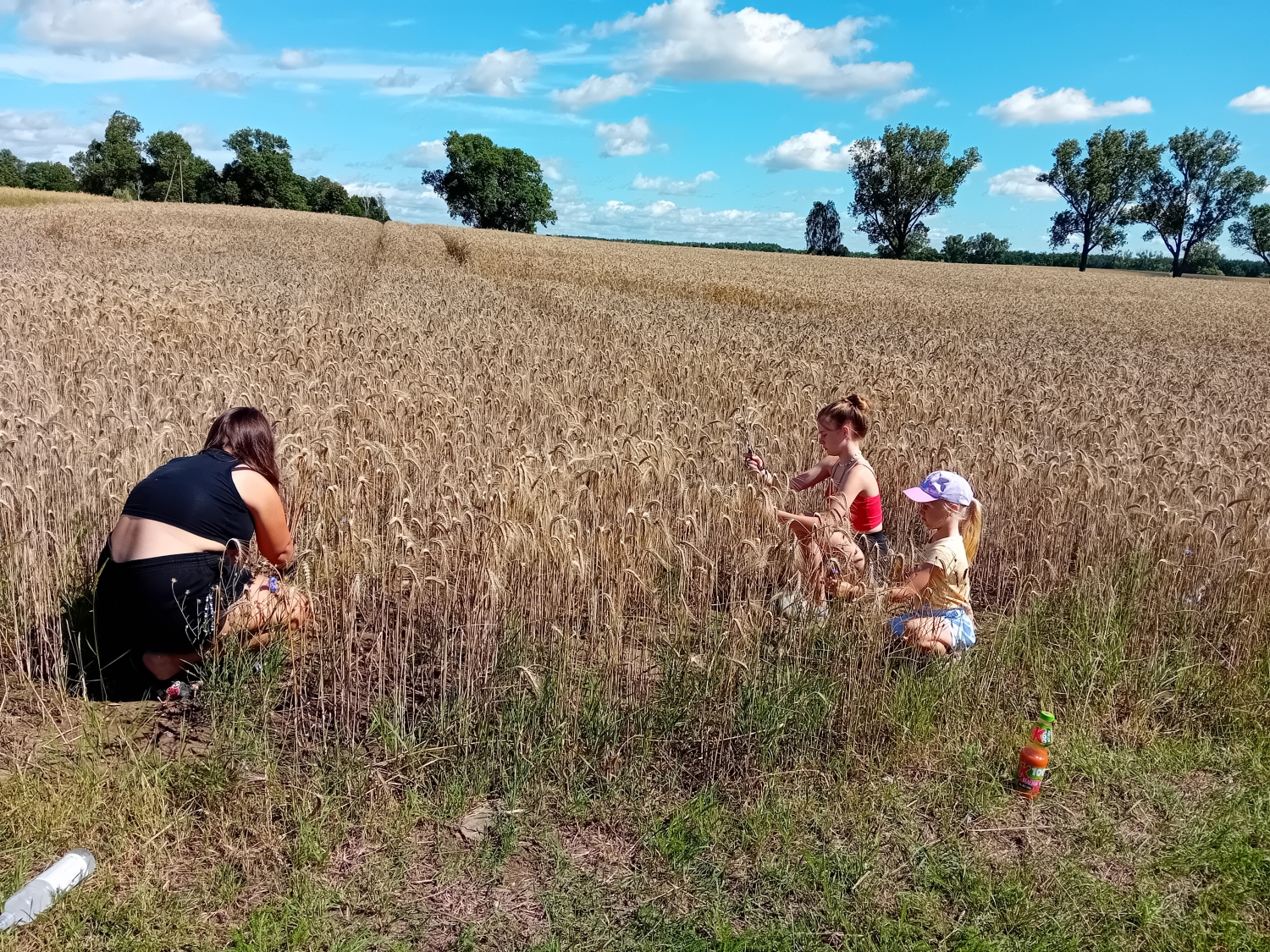 Zbożowe łowy - spacer gotowy.